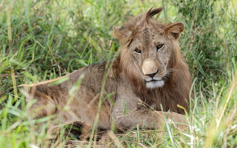 Adwir Residents living in fear as suspected lion roams free in their village