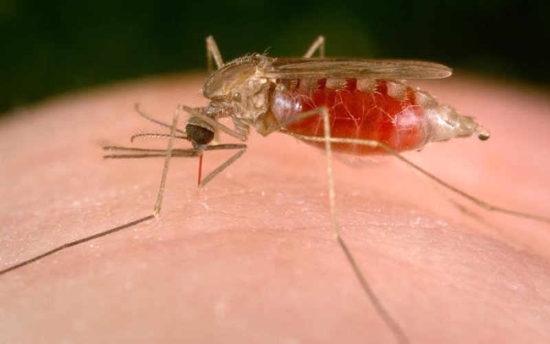 Malaria cases among children increase, health officials worried