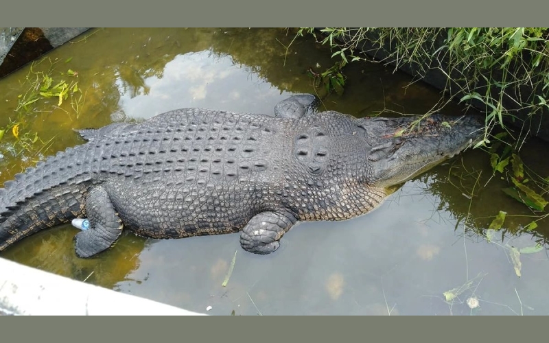 Crocodile eats up fisherman In Mayuge district