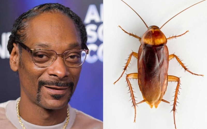 Snoop Dogg Adopts Pet Cockroach After Failing to Kill It