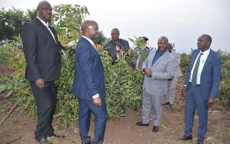 MPs propose mandatory policy on tree planting