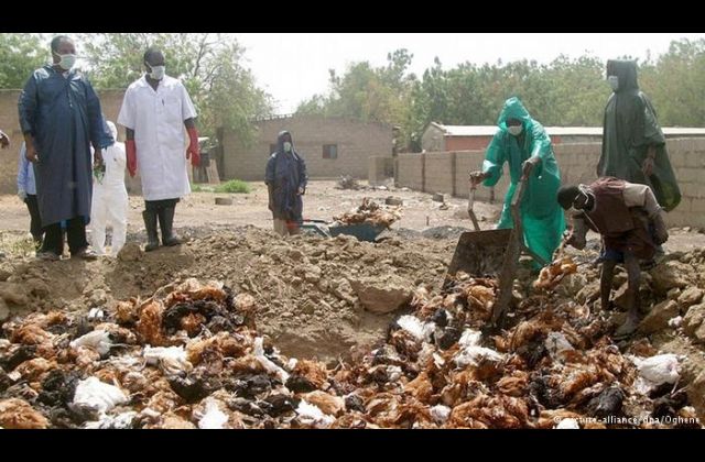 950 Wild birds die of bird flu - Statement