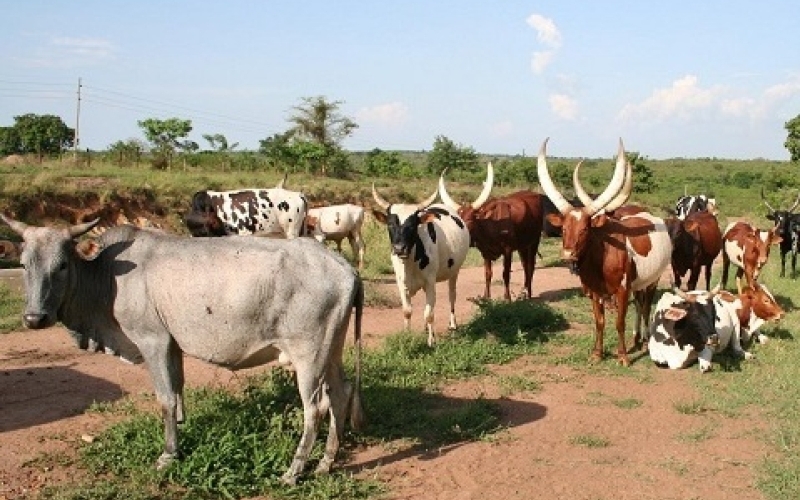 PM directs minister on Foot and Mouth Disease in Ntugamo District