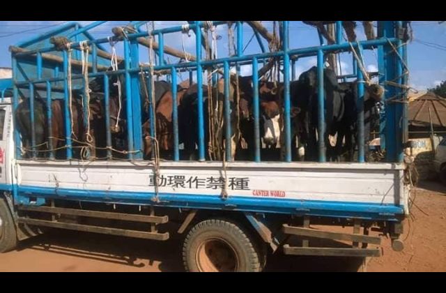 One shot dead, another arrested in botched cattle heist