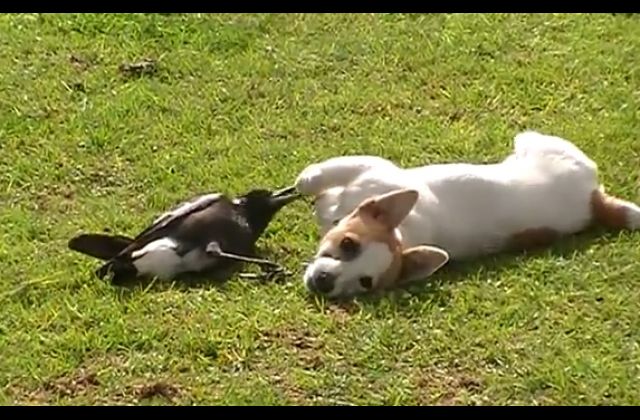 Video — Magpie Bird And Dog Best Friends and Just Can't Stop Playing