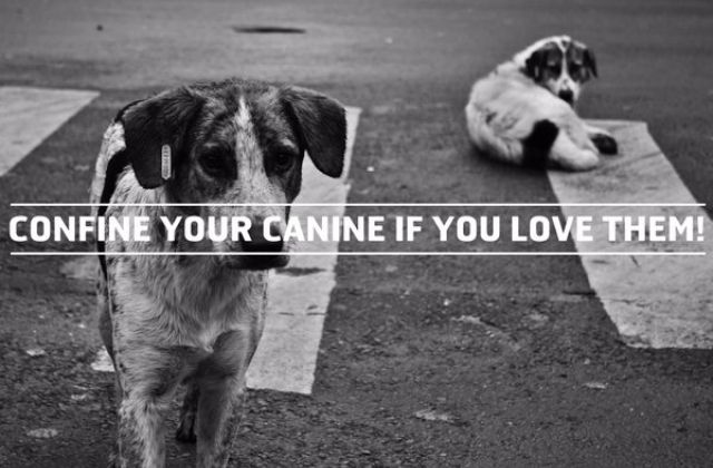 Confine Your Dogs Or They Will Killed — KCCA Warns.