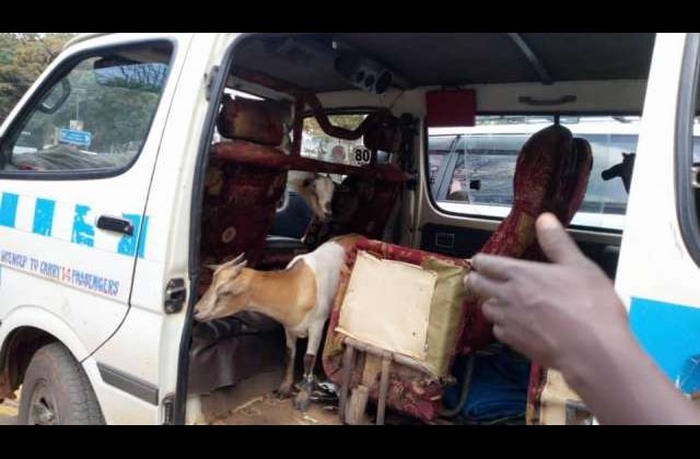 Drama as police intercepts taxi carrying 15 goats in Kampala