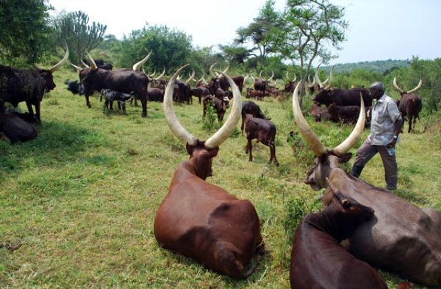 Museveni Calms Cattle Keepers in Kiruhura over drug resistant ticks