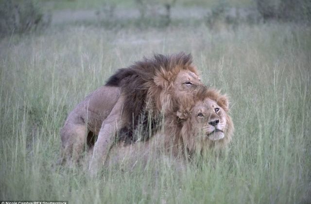 Shocker! Two GAY Lions Caught On Camera Banging— Photos