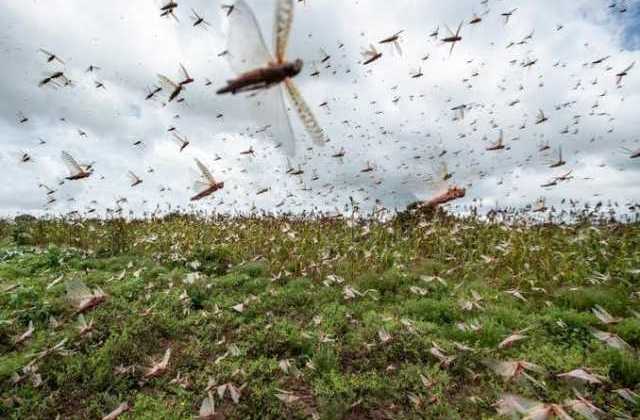 Desert Locusts spread to 24 Districts