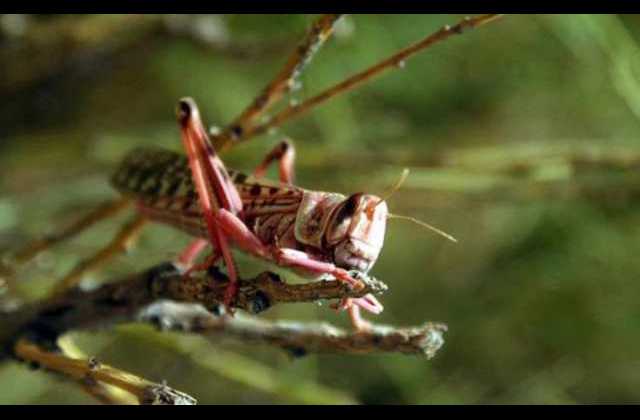 Toothless Locusts? Minister Bamulangaki says there is no significant damage caused to Vegetation
