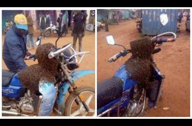 Swarm of Bees Recover Stolen Motorbike, Attack Thief in Kenya