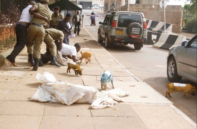 FDC party Colors Feature in the new Piglets Saga at Parliament