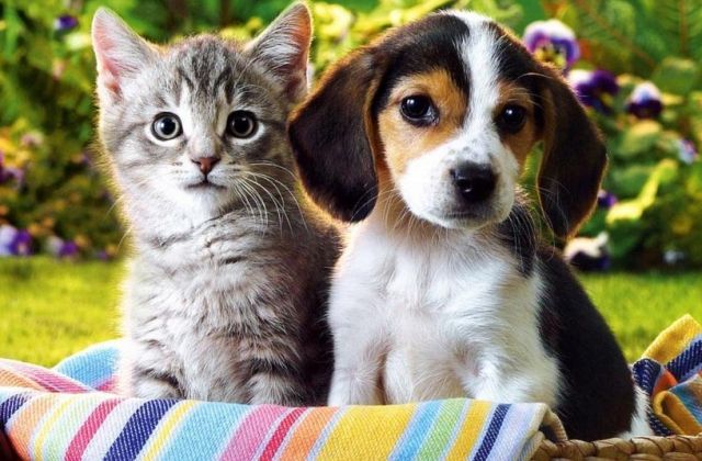 Countrywide Vaccination of Dogs and Cats Launched ahead of World Veterinary day