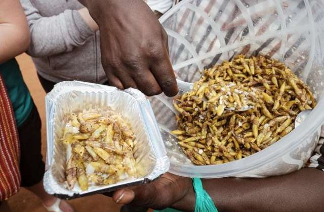 Treads Africa Unveils Nsenene And Wine Festival 2019