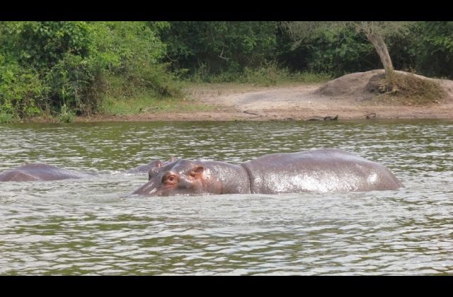 Horror as Hippos Kill Three on L. Victoria