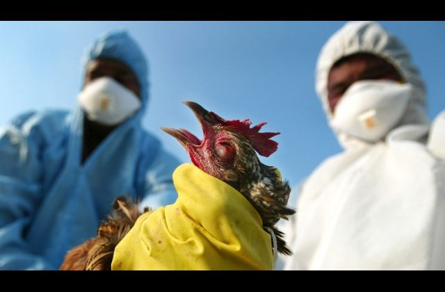 Bird Flu confirmed in Entebbe and Masaka