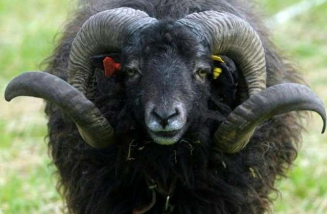 Rampaging sheep kills 94-year-old Frenchman