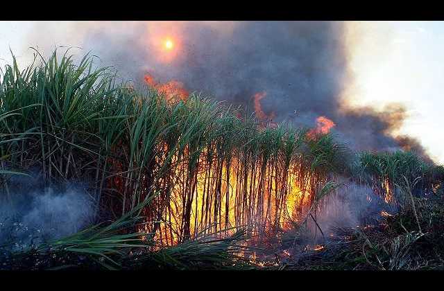Angry Residents burn Kakira Sugarcane Plantation over death of worker