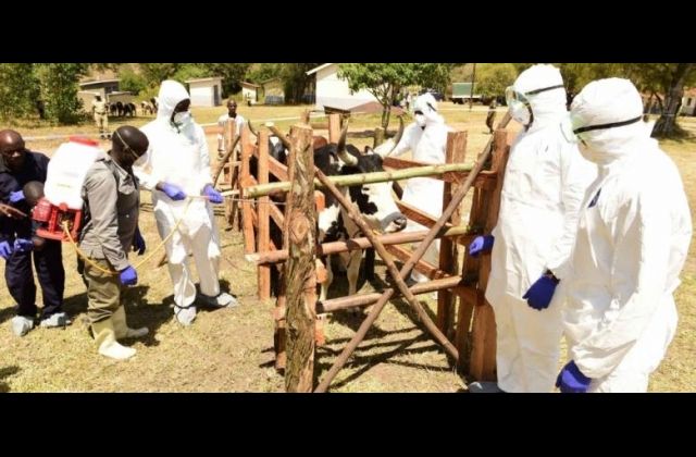 President Museveni launches new Drugs to fight Ticks in Kiruhura