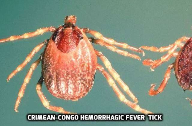 One dead as Health Ministry Confirms Crimean-Congo Fever in Jinja