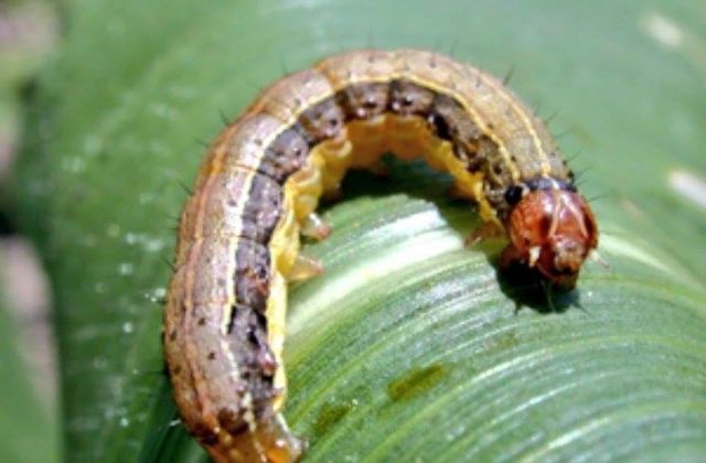 Uganda moves to contain Fall Army Worm Outbreak