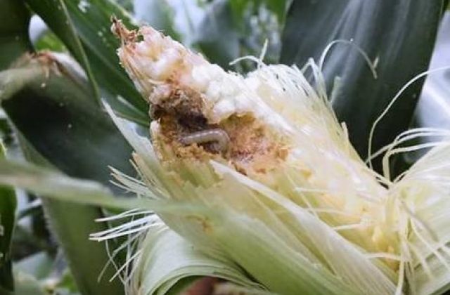 Government Faulted On Fall Armyworm