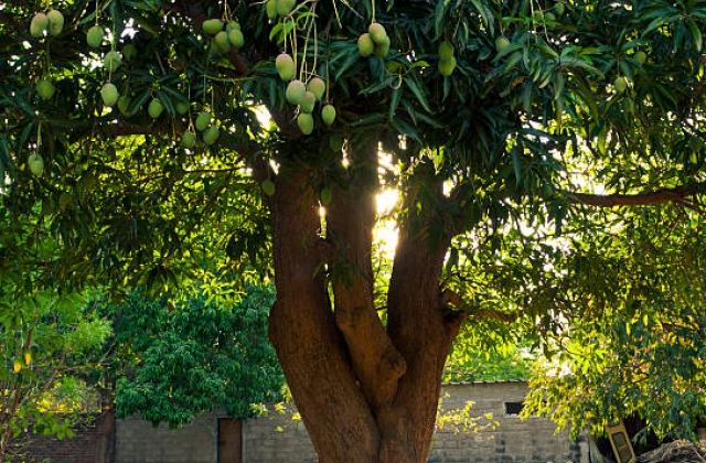 Horror as Ibanda woman hangs self on mango tree