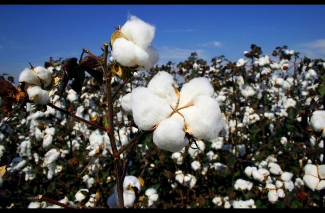 Man Arrested for stealing from a Prisons Cotton farm in Dokolo