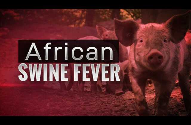Rukungiri District Veterinary Office confirms Swine Fever Outbreak, Bans movement of pigs & their products