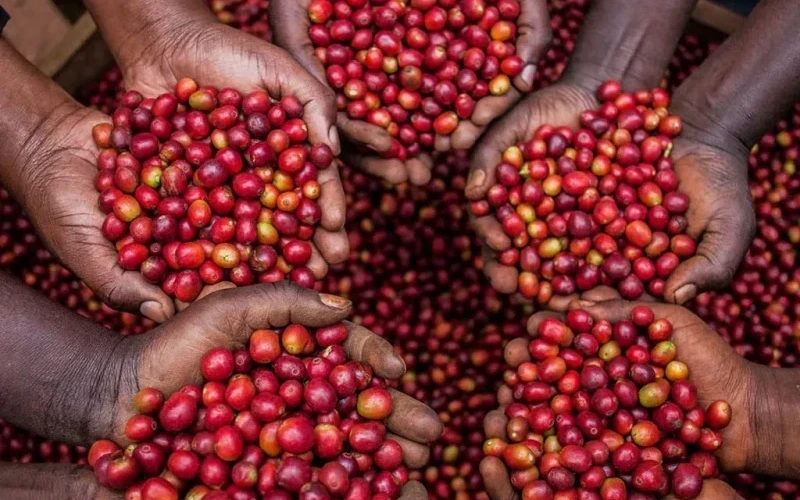 Coffee Exports Surge to $186M in Record-Breaking November