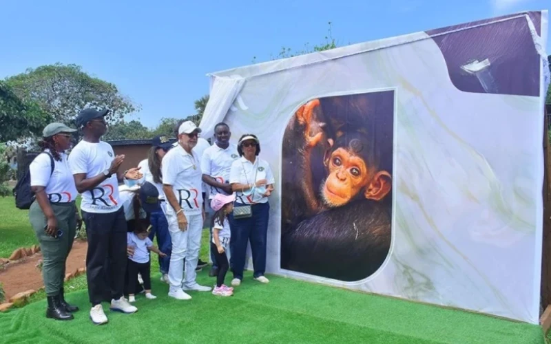 Businessman Sudhir Ruparelia Names Adopted Ngamba Island Baby Chimpanzee After Son Rajiv