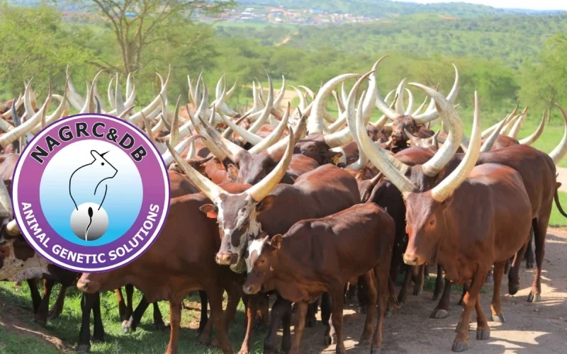 NAGRC&DB Develops High-Milk-Yielding Pure Ankole Dairy Cattle at Nshaara Conservation Ranch.